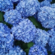 ヒメ日記 2026/01/13 19:31 投稿 みり ラブコレ