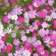 ヒメ日記 2026/01/14 19:34 投稿 みり ラブコレ