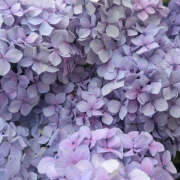 ヒメ日記 2026/01/15 20:53 投稿 みり ラブコレ