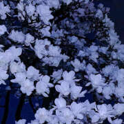 ヒメ日記 2026/01/16 19:45 投稿 みり ラブコレ