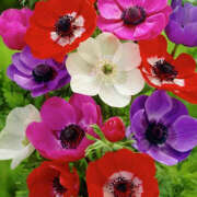 ヒメ日記 2026/01/22 19:35 投稿 みり ラブコレ