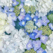 ヒメ日記 2026/01/24 20:16 投稿 みり ラブコレ