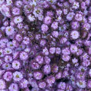 ヒメ日記 2026/01/28 19:39 投稿 みり ラブコレ