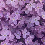 ヒメ日記 2026/01/29 19:46 投稿 みり ラブコレ