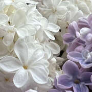 ヒメ日記 2026/01/31 20:11 投稿 みり ラブコレ