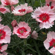 ヒメ日記 2026/02/02 20:04 投稿 みり ラブコレ