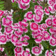 ヒメ日記 2026/02/03 20:13 投稿 みり ラブコレ