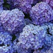 ヒメ日記 2026/02/08 20:11 投稿 みり ラブコレ