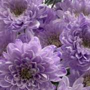 ヒメ日記 2026/02/09 19:37 投稿 みり ラブコレ