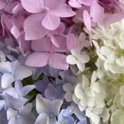 ヒメ日記 2026/02/11 20:05 投稿 みり ラブコレ