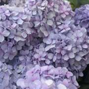 ヒメ日記 2026/02/12 19:46 投稿 みり ラブコレ