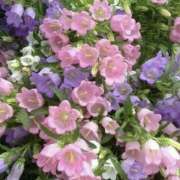 ヒメ日記 2026/02/14 20:16 投稿 みり ラブコレ