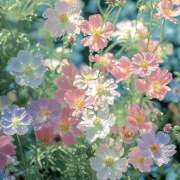 ヒメ日記 2026/02/16 20:23 投稿 みり ラブコレ