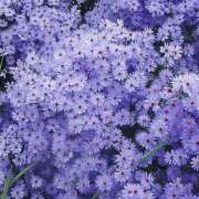 ヒメ日記 2026/02/17 20:08 投稿 みり ラブコレ