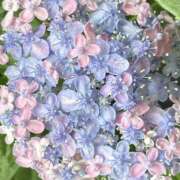 ヒメ日記 2026/02/20 21:06 投稿 みり ラブコレ