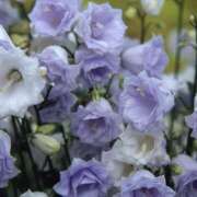 みり (*) ラブコレ