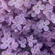 ヒメ日記 2026/03/01 19:21 投稿 みり ラブコレ