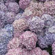 ヒメ日記 2026/03/03 20:41 投稿 みり ラブコレ