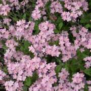 ヒメ日記 2026/03/06 19:55 投稿 みり ラブコレ