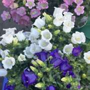 ヒメ日記 2026/03/08 19:29 投稿 みり ラブコレ