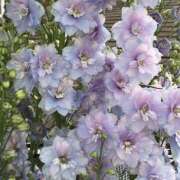 ヒメ日記 2026/03/09 19:55 投稿 みり ラブコレ