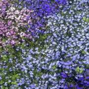 ヒメ日記 2026/03/12 19:35 投稿 みり ラブコレ