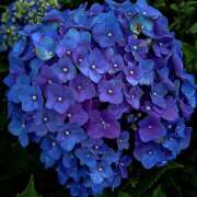 ヒメ日記 2026/03/15 19:25 投稿 みり ラブコレ