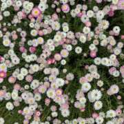 ヒメ日記 2026/03/17 20:08 投稿 みり ラブコレ