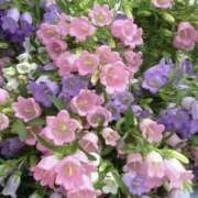 ヒメ日記 2026/03/19 19:37 投稿 みり ラブコレ