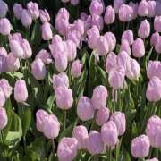 ヒメ日記 2026/03/21 21:37 投稿 みり ラブコレ