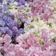 ヒメ日記 2026/03/22 20:40 投稿 みり ラブコレ