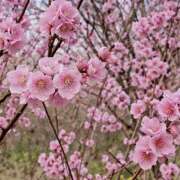 ヒメ日記 2026/03/25 19:33 投稿 みり ラブコレ