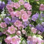 ヒメ日記 2026/03/29 19:41 投稿 みり ラブコレ