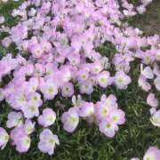 ヒメ日記 2026/03/30 22:17 投稿 みり ラブコレ