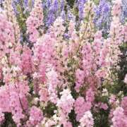 ヒメ日記 2026/03/31 19:33 投稿 みり ラブコレ