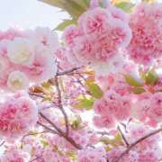 ヒメ日記 2026/04/01 20:15 投稿 みり ラブコレ