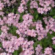 ヒメ日記 2026/04/05 20:24 投稿 みり ラブコレ