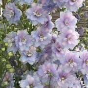 ヒメ日記 2026/04/06 19:27 投稿 みり ラブコレ