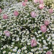 ヒメ日記 2026/04/07 20:06 投稿 みり ラブコレ