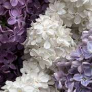 ヒメ日記 2026/04/09 19:38 投稿 みり ラブコレ