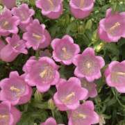 ヒメ日記 2026/04/12 19:50 投稿 みり ラブコレ