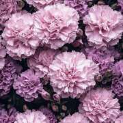 ヒメ日記 2026/04/16 19:58 投稿 みり ラブコレ