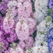 ヒメ日記 2026/04/17 21:34 投稿 みり ラブコレ