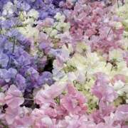 ヒメ日記 2026/04/19 19:52 投稿 みり ラブコレ