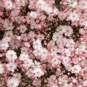 ヒメ日記 2026/04/21 19:35 投稿 みり ラブコレ