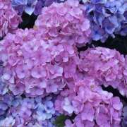 ヒメ日記 2026/04/26 20:25 投稿 みり ラブコレ