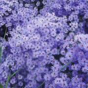 ヒメ日記 2026/05/10 19:42 投稿 みり ラブコレ