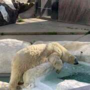 ヒメ日記 2024/12/05 10:07 投稿 みかん ゴールドクイーン