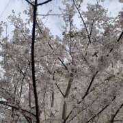 ヒメ日記 2025/04/01 06:44 投稿 みかん ゴールドクイーン