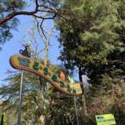 ヒメ日記 2025/04/13 07:56 投稿 みかん ゴールドクイーン